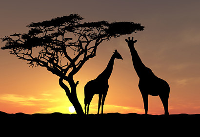 Fototapeta - Safari v Africe 3159