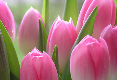 Fototapeta - Tulipány růžové 86