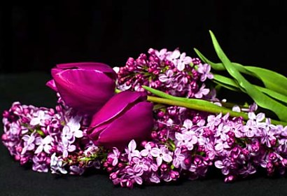 Fototapeta - Tulipány s Květinami 3149