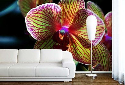 Fototapeta Květ orchideje 3132