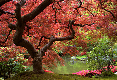 Fototapeta Japonský strom 3250
