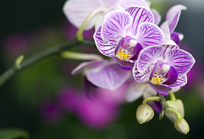 Tapeta - Orchideje Detail 18590