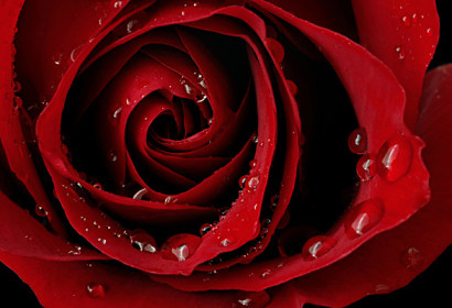 Fototapeta zástěna - Krásná červená růže 343