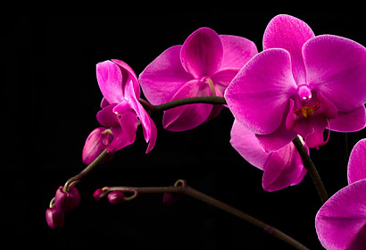 Fototapeta za kuchyňskou linku - Fialová orchidej 18499