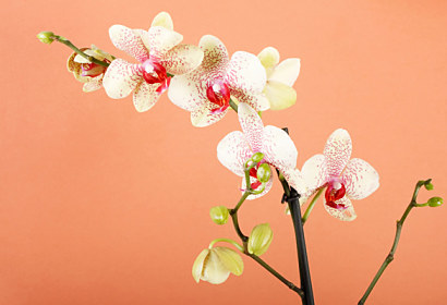 Fototapeta do kuchyně - Orchid flower 18516