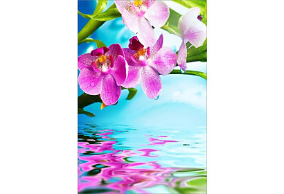 Fototapeta Orchideje a voda 6749
