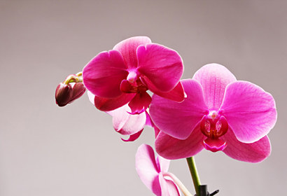 Fototapeta zástěna - Růžový květ orchideje 3146