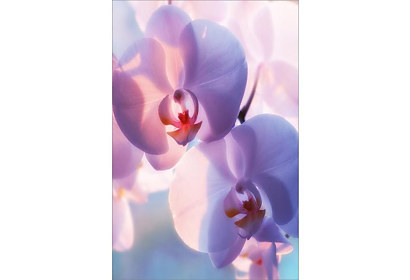 Fototapeta Krásná Orchidej 6046