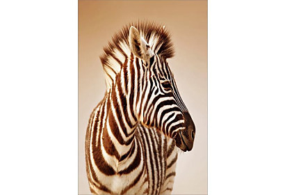 Fototapeta Zebra closeup 6737