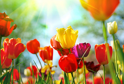 Fototapeta na zástěnu - Barevné tulipány 101