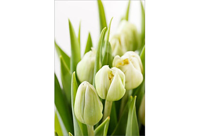 Fototapeta Kytice bílých tulipánů 6047
