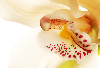 Fototapeta na zástěnu - Orchidej exotická 3138