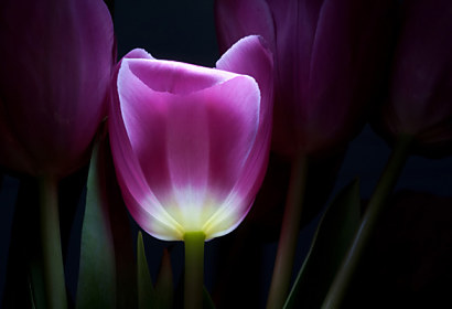Fototapeta zástěna - Purpurový tulipán 3139