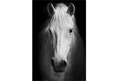 Fototapeta Bílý kůň detail 6809