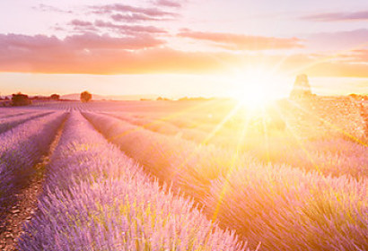 Fototapeta Lavender field in France 302500593