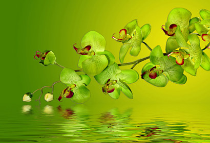 Fototapeta - Zástěna zelená orchidej 18638