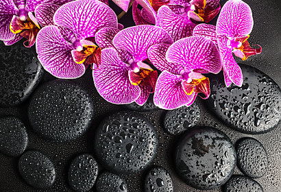 Fototapeta Orchidea a černé kameny 24775