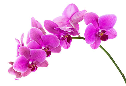 Fototapeta Orchidea na bílém pozadí 24784