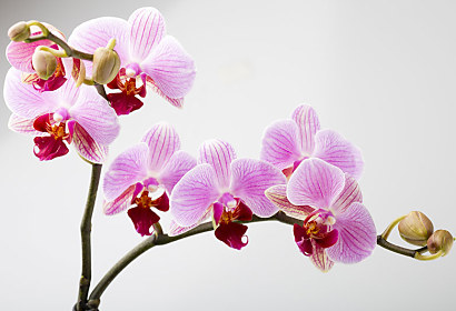 Fototapeta Orchid  bloom 24831
