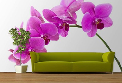 Fototapeta Orchidea na bílém pozadí 24784
