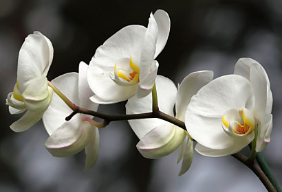 Fototapeta - Bílá orchidej 18623