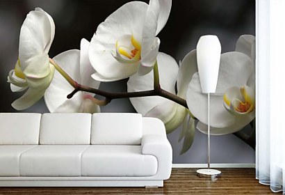 fototapety na stenu - biela orchidea
