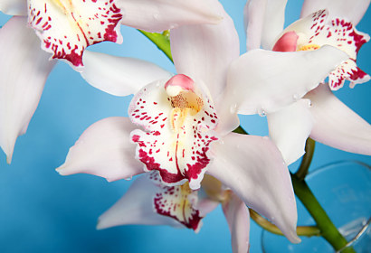 Fototapeta Bílý květ orchideje 18514