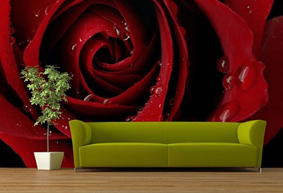 fototapety - red rose
