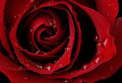samolepiace tapety - red rose