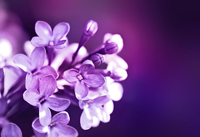 Fototapeta - Květy Lilac 3141