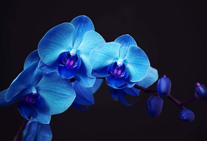 Fototapeta - Modrá orchidej 18587