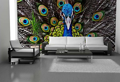 peacock wallpaper