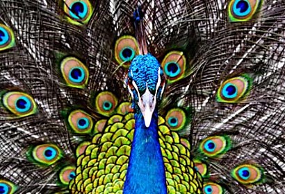 samolepiaca tapeta - peacock