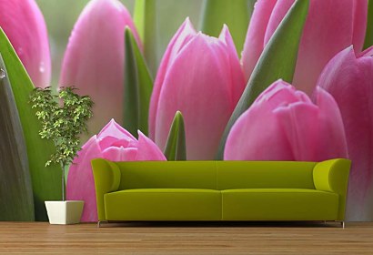 fototapety - tulipány ružové