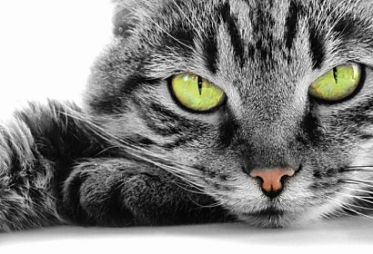 Fototapeta - Kočka se zelenýma očima 3172