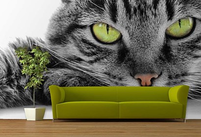 Fototapeta - Kočka se zelenýma očima 3172