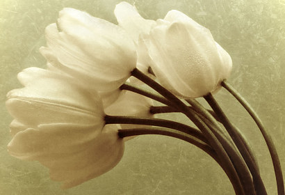 Fototapeta - Bílé tulipány 345