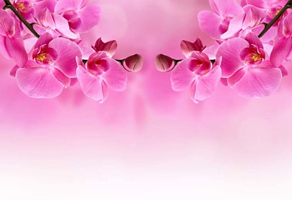 Fototapeta - Růžová Orchidej 267