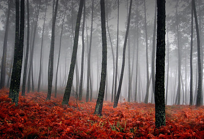 Fototapeta Mlha v lese 179