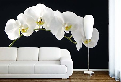 Fototapeta White Orchid 18547