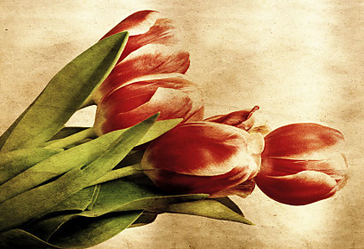 Fototapeta Kytice tulipánů 269