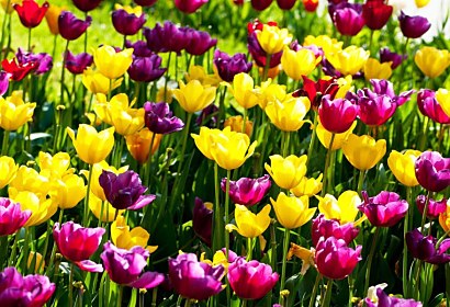 Fototapeta Zahrada s tulipány 3150