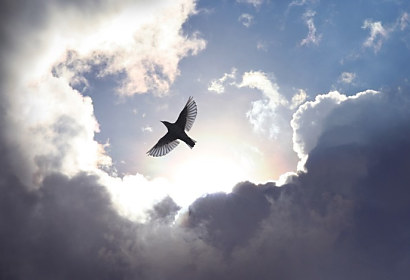 Tapeta Angel bird in heaven ft-36993267