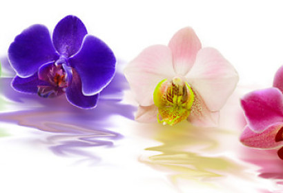 Panoráma Fototapeta Barevná orchidej 238519882