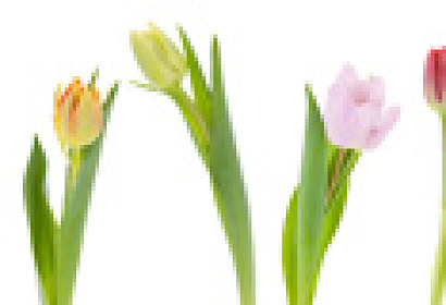 Fototapeta zástěna - Barevné tulipány 28024