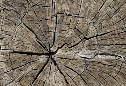 Tapeta Textura dřeva ft-22488053