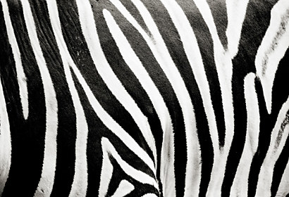Fototapeta na zástěnu - Bílo černá zebra 123