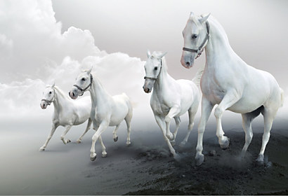 Fototapeta na zástěnu - Bílé koně 3168