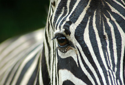 Fototapeta na zástěnu - Motív Zebra 119