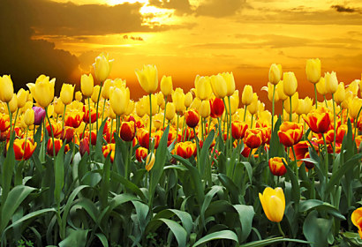 Fototapeta zástěna - Žluté tulipány 98